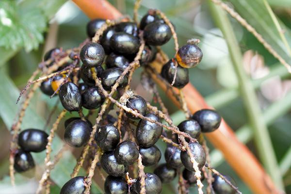 Can saw palmetto treat an enlarged prostate? post thumbnail image